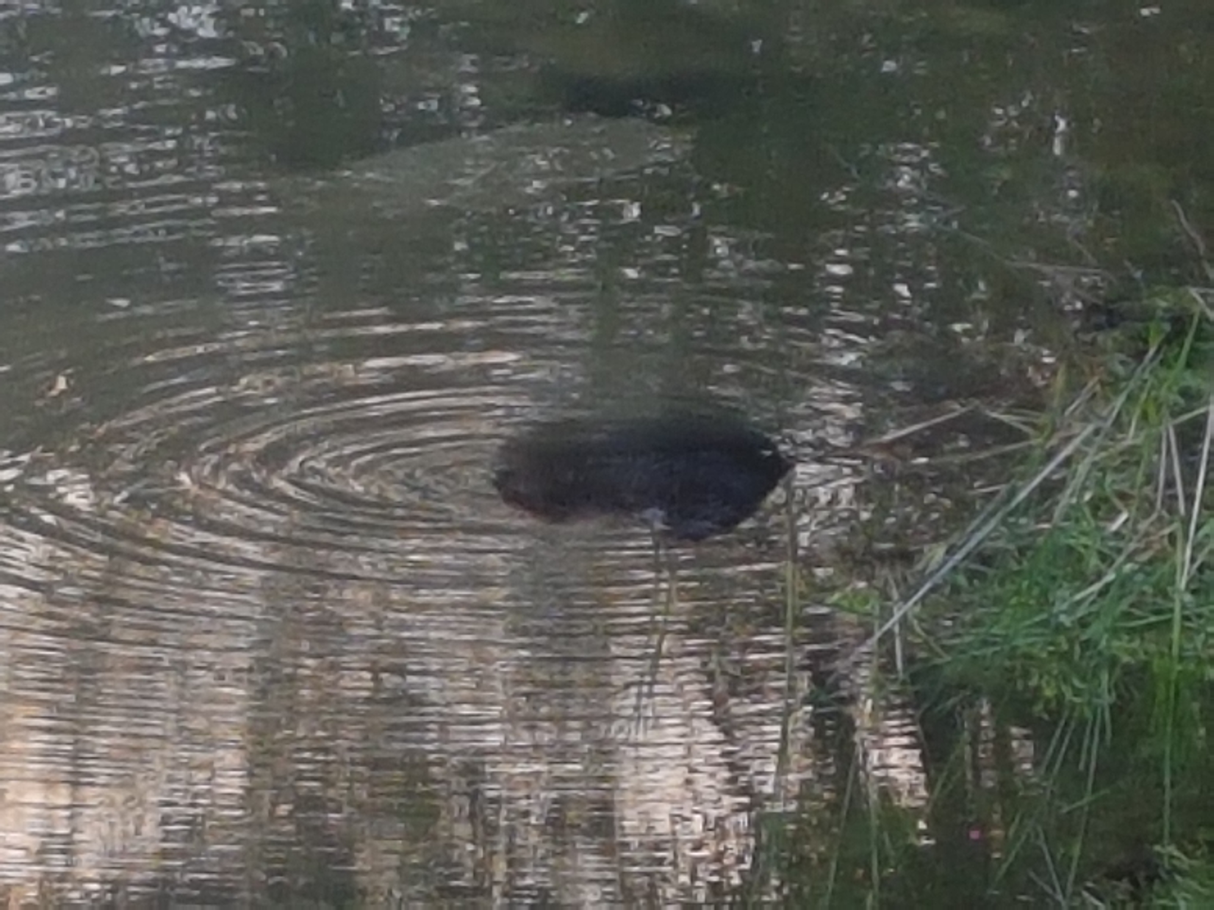 My neighbor the beaver